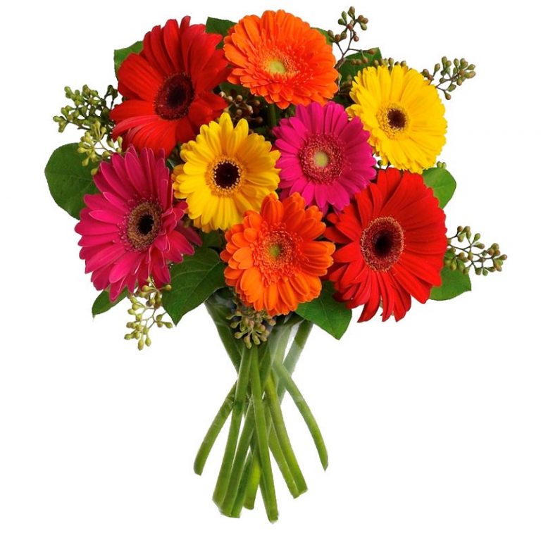 Símbolo de amizade: 10 flores que simbolizam a amizade - Uniflores